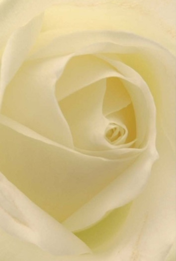 This image brings you into the very heart of a white rose, each petal swirling in delicate succession-the kind of understated beauty cherished in the green spaces of Luton. Under the soft, natural lighting, cream and white tones blend seamlessly, highlighting the bloom's intricate layering and almost ethereal quality. The matte finish of the petals suggests softness under the fingers, while gentle shadows etched between folds lend an appearance of depth, as if the flower contains its own private sunrise. Growing ever closer, you sense the tranquil energy radiated by the rose-a fitting tribute for an elegant wedding, a moment of apology, or a considered gesture after a walk in Stockwood Park. This rose embodies purity, resilience, and a hint of the natural order, channeling Luton's spirit with every nuanced shade. As if on the pulse of the town's seasons, the fragrance is evocative but not overpowering-clean, fresh, and undeniably comforting. Flowers Luton brings this artistry to every occasion, delivering both personal sentiment and the enduring calm of a perfectly arranged rose into the lives of local residents.